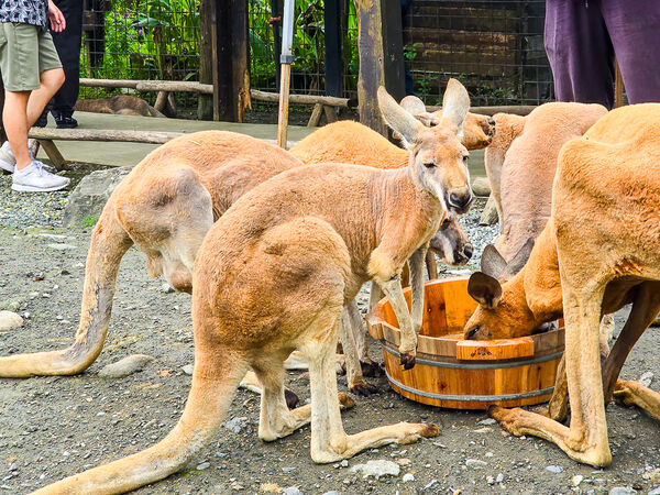 ▲▼宜蘭蘭陽動植物王國。（圖／史努比遊樂園授權提供）