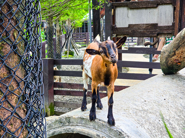 ▲▼宜蘭蘭陽動植物王國。（圖／史努比遊樂園授權提供）