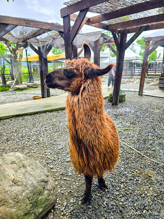 ▲▼宜蘭蘭陽動植物王國。（圖／史努比遊樂園授權提供）