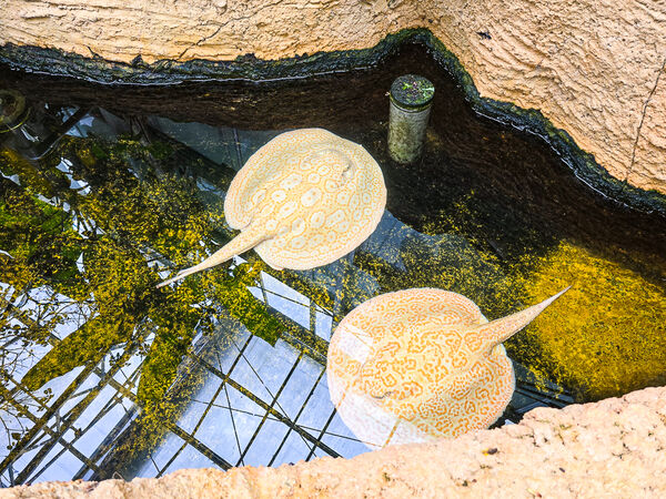 ▲▼宜蘭蘭陽動植物王國。（圖／史努比遊樂園授權提供）
