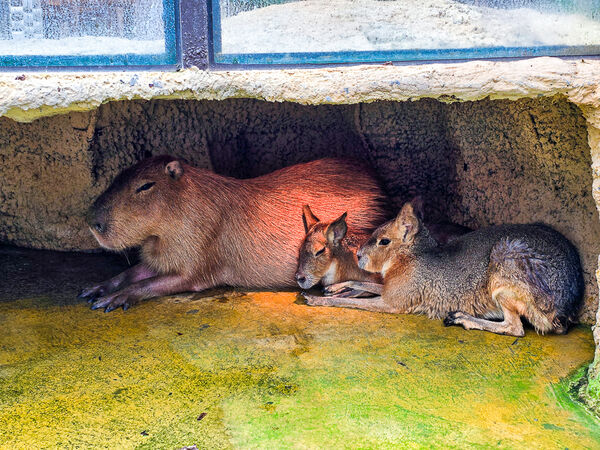 ▲▼宜蘭蘭陽動植物王國。（圖／史努比遊樂園授權提供）