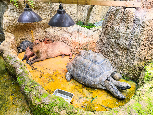 ▲▼宜蘭蘭陽動植物王國。（圖／史努比遊樂園授權提供）