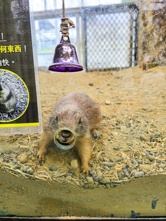 ▲▼宜蘭蘭陽動植物王國。（圖／史努比遊樂園授權提供）