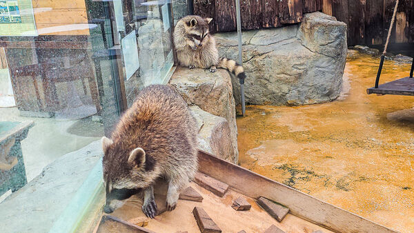 ▲▼宜蘭蘭陽動植物王國。（圖／史努比遊樂園授權提供）