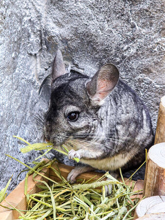 ▲▼宜蘭蘭陽動植物王國。（圖／史努比遊樂園授權提供）