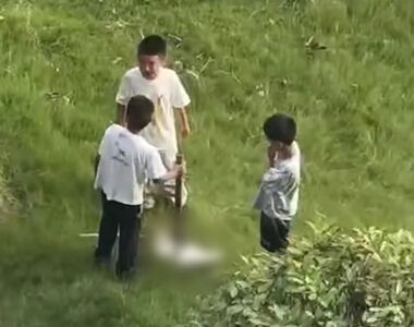 廣東虐狗案出現模仿? 江蘇3男童用「鐵鎚+棍棒」捅死白貓