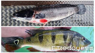 日月潭魚虎球「死亡泡泡」潮再現！今年暴增8倍　可能原因曝
