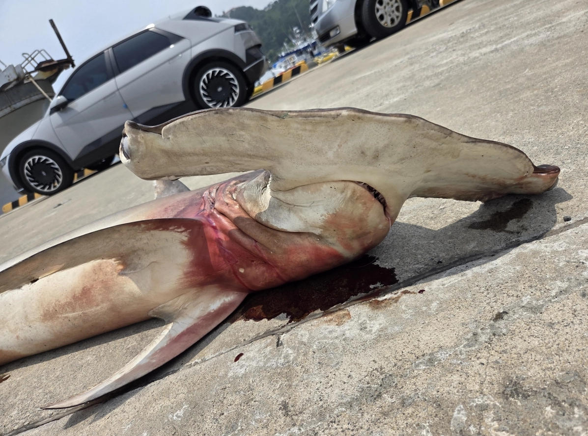 ▲▼南韓濟州島西歸浦市文島海域附近，捕獲攻擊性極強的錘頭雙髻鯊屍體。（圖／濟州大學鯨豚海洋生物保存研究中心）