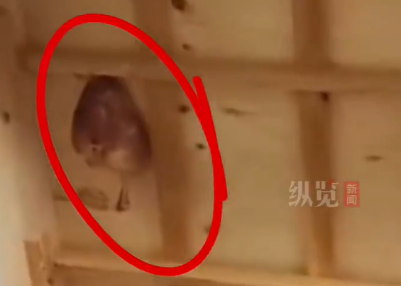 ▲▼前屋主在房子各處放雞的屍體。（圖／翻攝自微博）