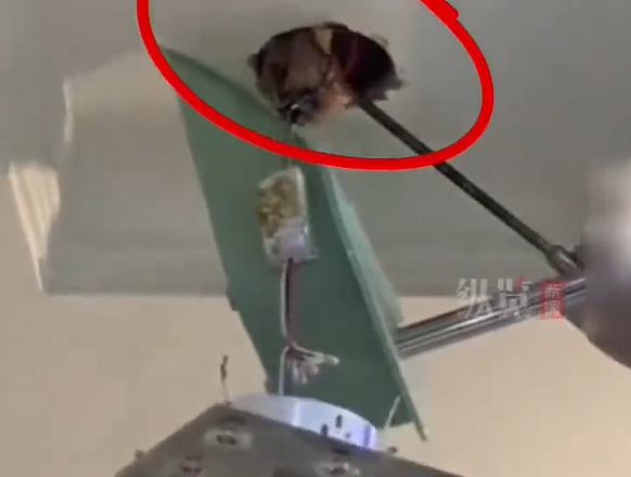 ▲前屋主在房子各處放雞的屍體。（圖／翻攝自微博，下同）
