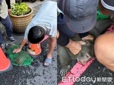 離棲地6公里!柴山獼猴現蹤高雄市區便當名店 農業局麻醉捕獲