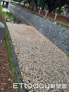 高雄5噸魚屍漂滿河面!白喬茵轟:當年650kg就叫韓國瑜下台