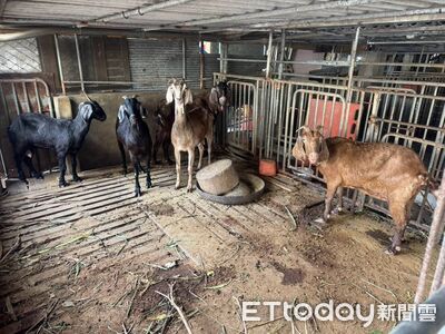 雲林羊肉戴奧辛超標「未流入市面」　嘉南羊乳遭波及銷毀4公噸