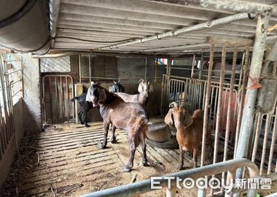 羊肉驗出戴奧辛超標! 飼主疑冒名開證明3萬元交保
