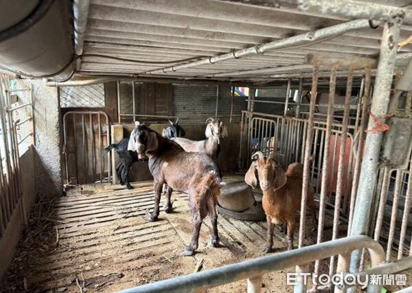▲▼             雲林爆出羊肉戴奧辛超標，雲林地檢署至李姓飼主住處搜索調查。（圖／記者游瓊華翻攝）
