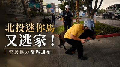 馬路真的有馬！北投迷你馬「3個月3度離家出走」　落網畫面曝