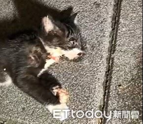 ▲。（圖／新北市政府動物保護防疫處提供）