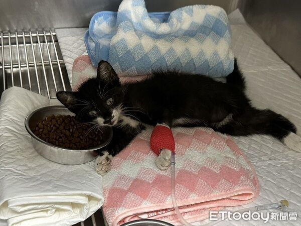▲。（圖／新北市政府動物保護防疫處提供）