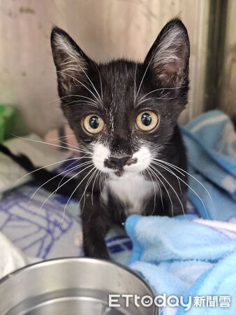 ▲。（圖／新北市政府動物保護防疫處提供）