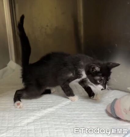 ▲。（圖／新北市政府動物保護防疫處提供）