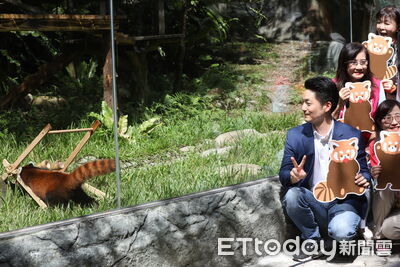 上海小貓熊「樂樂、甜甜」亮相 蔣萬安看吃蘋果被萌翻:好活潑