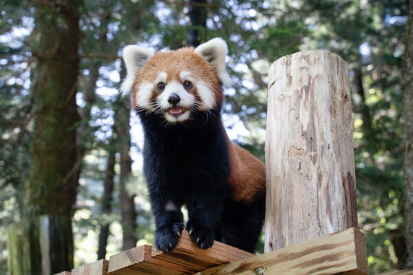 ▲。（圖／臺北市立動物園提供）
