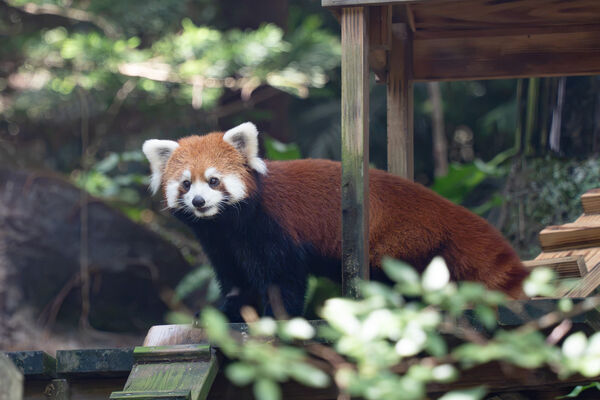 ▲。（圖／臺北市立動物園提供）