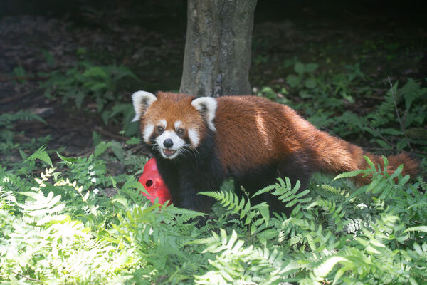 ▲。（圖／臺北市立動物園提供）