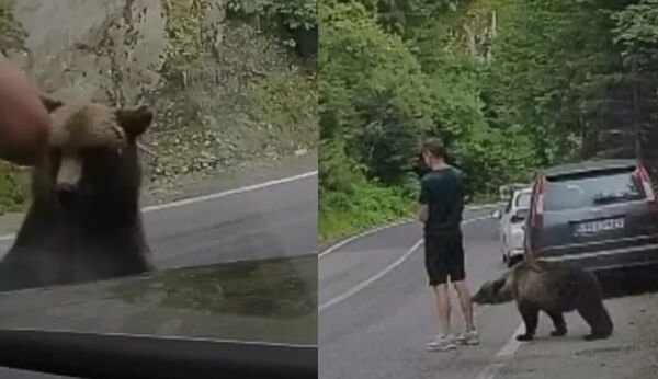 一頭野熊突然從森林竄出，並靠近一名正站在路肩、疑似滑手機中的男子，甚至觸碰該名男子的腿部，但他起初卻一動也不動。（翻攝自X）