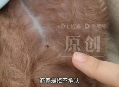 貴賓犬美容後「少一個乳頭」回家狂發抖 陸飼主氣炸:店家不認