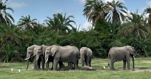 肯亞安博塞利國家公園（Amboseli National Park）附近一處種植區域，近期發生15頭大象在1個月內接連暴斃，是該區數十年來最大規模的大象死亡事件。（圖／達志／美聯社）