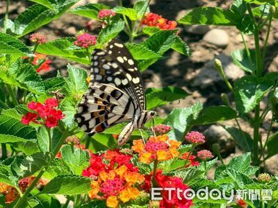 竹山鎮蜜源植物綠美化奏功　大量「紫斑蝶現身」飛出絕美景觀