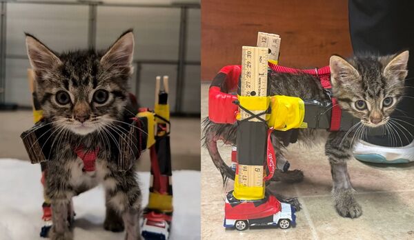 脊椎受傷無法行走 獸醫用「木尺+玩具車」DIY輪椅助小貓重新站起。（圖／翻攝自Instagram／cincyanimalcare）