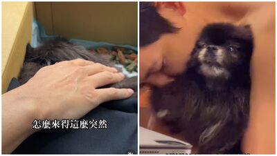 「願用生命換妳多活5年」還是救不回愛犬!敖犬淚流不止:心都空掉了