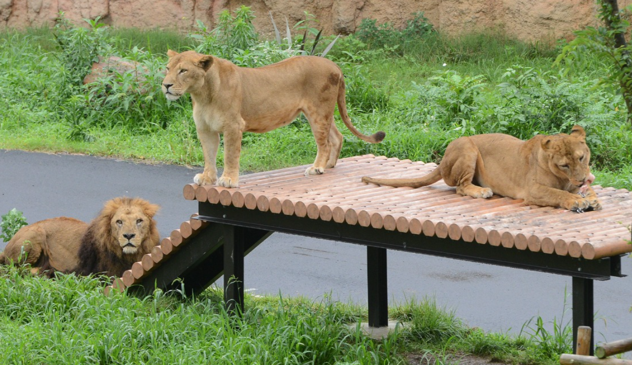 ▲▼日本動物園「6天內3頭獅子」活活熱死！。（圖／東京多摩動物公園）