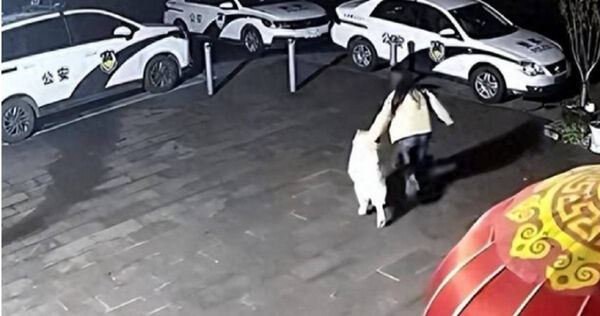 女飼主愛犬失蹤一天急報案　員警才要調監視器！牠竟獨自走進派出所