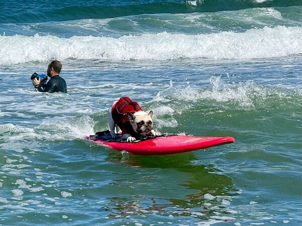 ▲▼World Dog Surfing Championships,狗狗衝浪,2026世界狗狗衝浪錦標賽。（圖／達志影像／美聯社）
