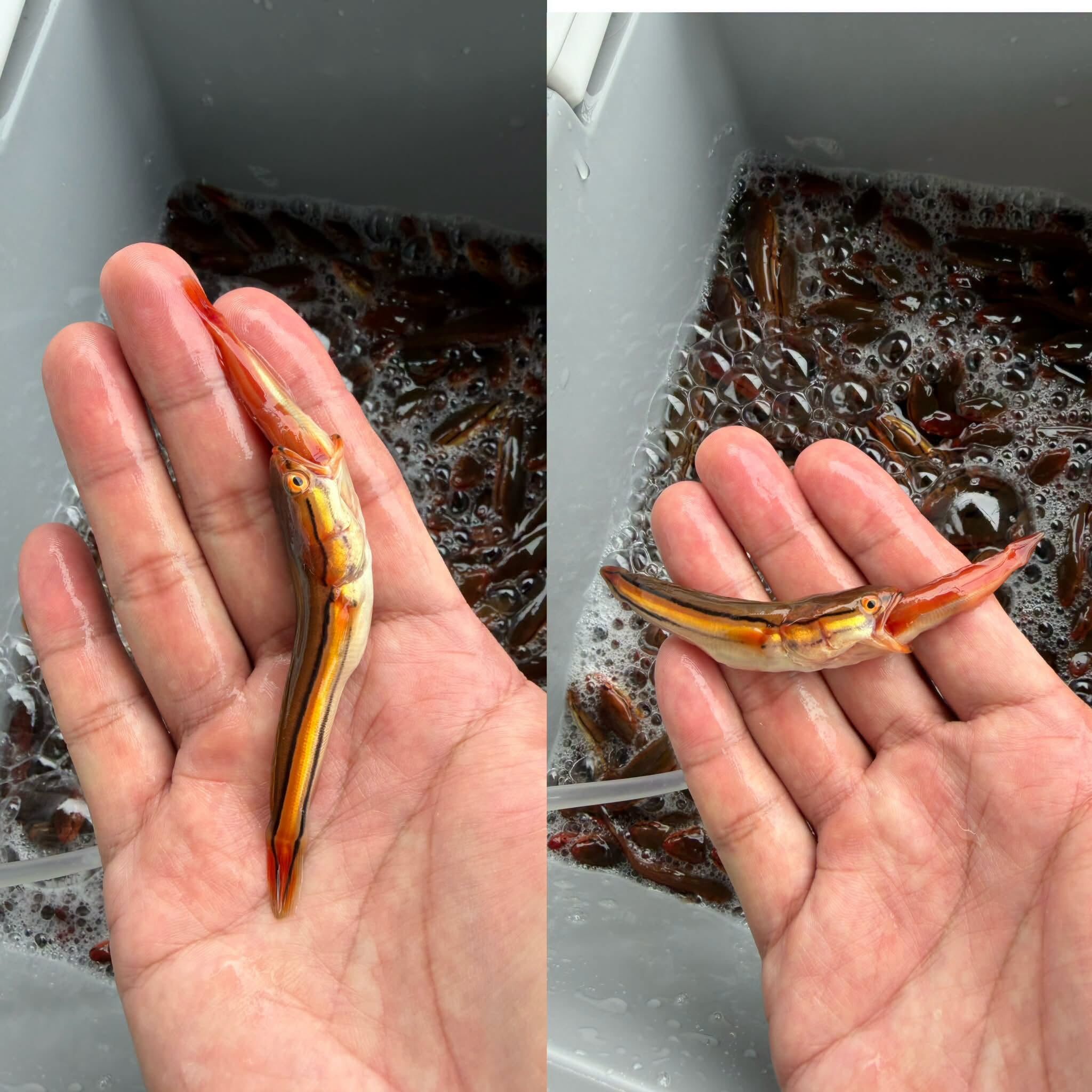 ▲日月潭外來種魚虎幼魚數量又爆發，甚至出現同類相食殘殺的情形。（圖／翻攝「日月潭一等高」臉書粉專）