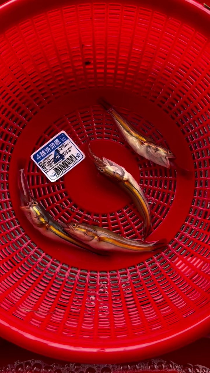 ▲日月潭外來種魚虎幼魚數量又爆發，甚至出現同類相食殘殺的情形。（圖／翻攝「日月潭一等高」臉書粉專）
