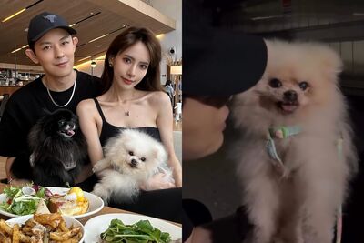 敖犬毛小孩離世「另隻愛犬思念到哭」 發發心疼:第一次看牠這表情