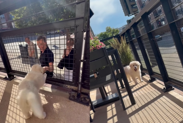 大寫E超愛交朋友　大白熊犬天天待露台「熱情打招呼」萌翻路人。（圖／翻攝自Instagram／gessothegreat）