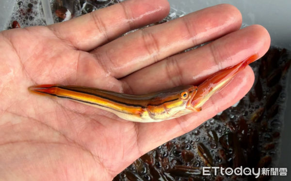 ▲日月潭外來種魚虎幼魚數量又爆發，甚至出現同類相食殘殺的情形。（圖／翻攝「日月潭一等高」臉書粉專，下同）