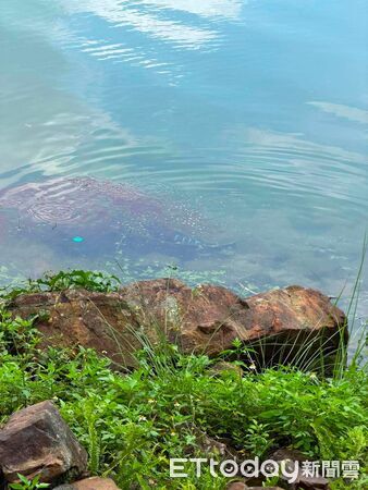 ▲日月潭外來種魚虎幼魚數量今年再度大爆發。（圖／翻攝「日月潭一等高」臉書粉專）
