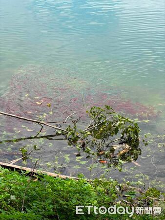 ▲日月潭外來種魚虎幼魚數量今年再度大爆發。（圖／翻攝「日月潭一等高」臉書粉專）