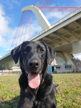 毛英雄下班了！　北市消防局開放2隻退役搜救犬寄養