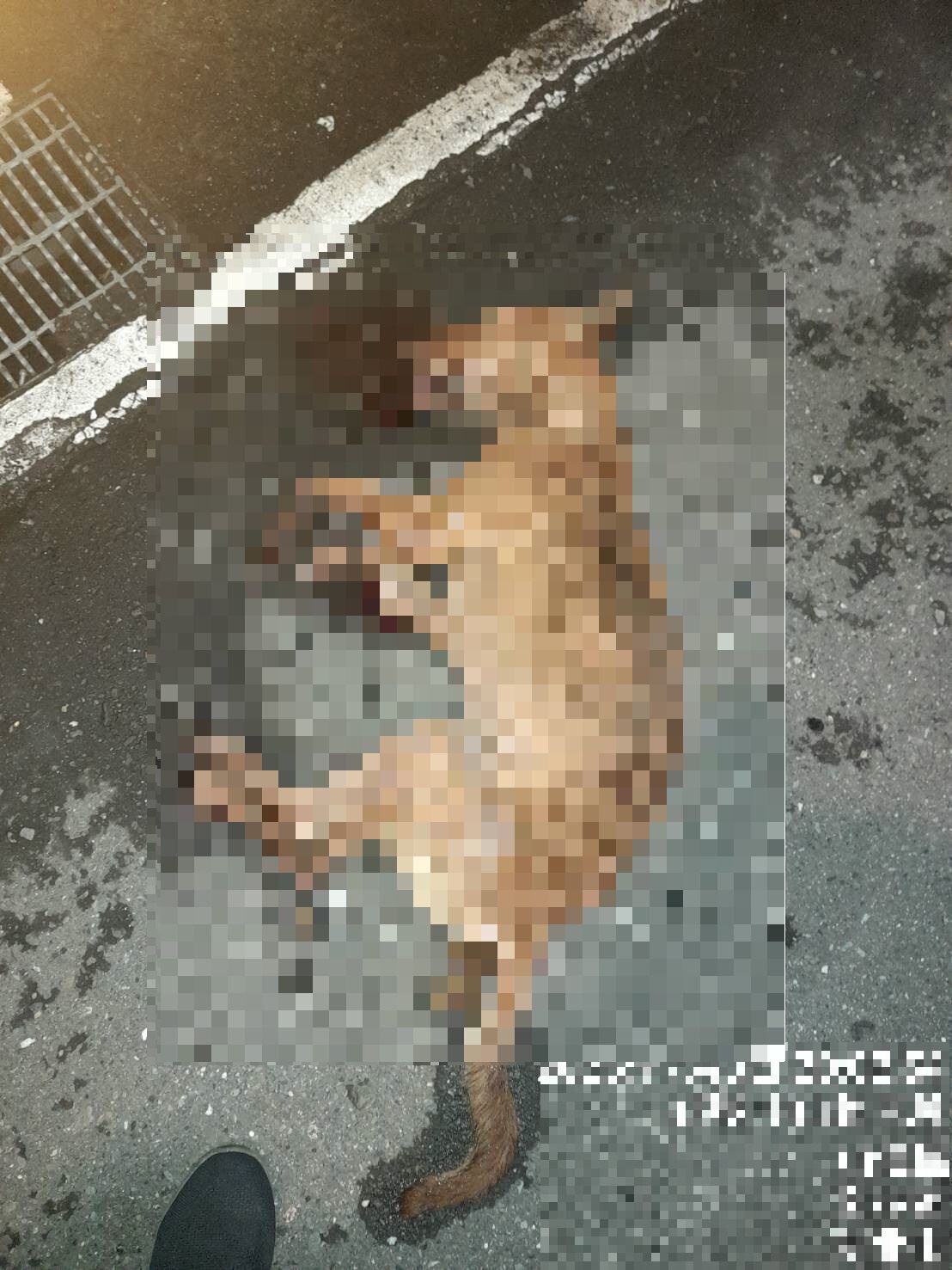 ▲▼新北犬墜樓死亡被目擊　真相曝光！飼主挨罰1.5萬。（圖／新北市動保處）