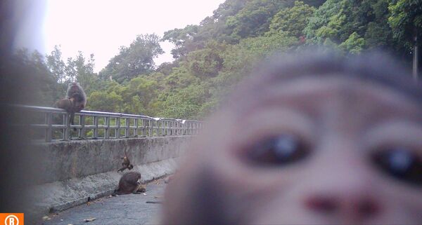 ▲▼             。（圖／翻攝自陽明山國家公園﻿FB）