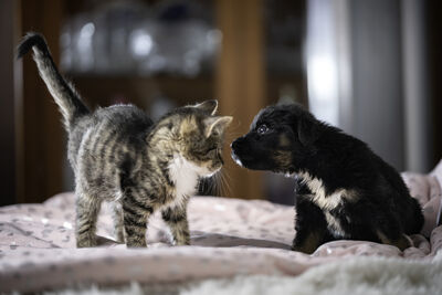 解析幼齡貓犬「4大照顧迷思」 助新手爸媽守護毛孩健康