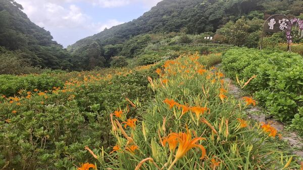 ▲▼曹家花田香金針花今日花況。（圖／業者提供）
