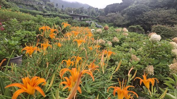 ▲▼曹家花田香金針花今日花況。（圖／業者提供）